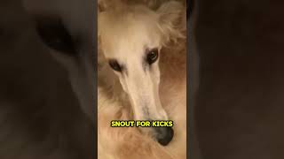 Meet The Borzoi animal dog funny borzoi [upl. by Ajiam]