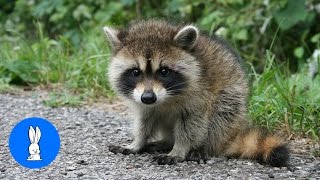 Baby Raccoons Are Cheeky  FUNNIEST Compilation [upl. by Woodcock]