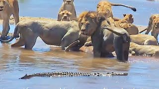 Epic Kruger National Park Lion Sightings [upl. by Bale]