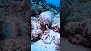 Sea Cucumber Drops Off Load Of Digested Sand  ViralHog [upl. by Ahsenet666]