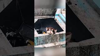 We found an Alaskan puppy next to a trash can He was abandoned because he was sick [upl. by Otsuaf511]