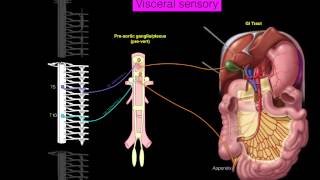 Sympathetics GI [upl. by Sueahccaz]