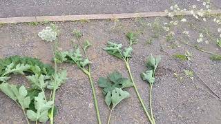 Identification for Poisonous Hemlock Common Hogweed Cow Parsley and Wild Carrot lookalikes [upl. by Cassondra]