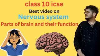 Parts of brain and their function class 10 icse nervous systemNEET [upl. by Eitra]