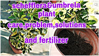 schefflera plant careornamental How to grow schefflera plant for cuttingumbrella plants propag [upl. by Eudo]