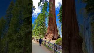 Sequoia National Park Trees [upl. by Delaine565]