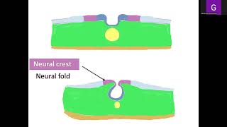 Lecture 2 General Embryology [upl. by Sibel360]