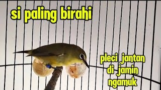 pleci betina paling birahi sekali pancing pleci jantan langsung ngamuk [upl. by Eilitan]