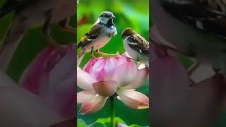 beautiful bird perching on flowers [upl. by Fink]