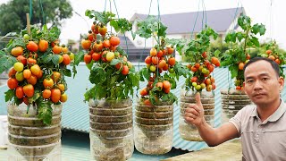 Try This Method You Will Be Surprised At How To Grow Tomatoes In Plastic Bottles [upl. by Helban742]