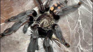 Venezuelan sun tiger tarantula Psalmopoeus irminia feeding black cricket [upl. by Fanchet]