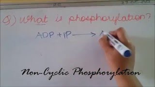 Non Cyclic Phosphorylation Easy [upl. by Ecital432]