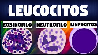 TODO SOBRE los GLOBULOS BLANCOSLEUCOCITOS  Inmunologia [upl. by Etnomaj]