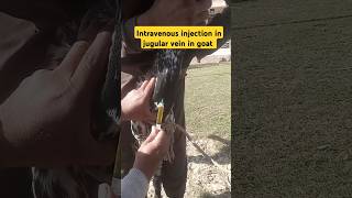 Intravenous injection in jugular vein in goat goat vetcare shortsvideo ytshort viral trend [upl. by Otsugua179]