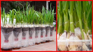 TIMELAPSE Useful Tips amp Tricks Propagating Growing Garlic on Balconies at Home for Beginners [upl. by Amsaj995]