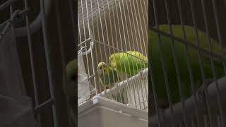 So sweet and cute parrot cute cockatiel birds pets bird animal [upl. by Danielle]