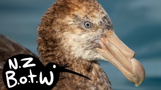 Northern giant petrel  New Zealand Bird of the Week [upl. by Asyral]