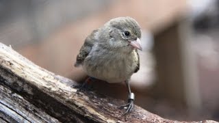 Saving the Mangrove Finch in Galapagos [upl. by Ecirb]