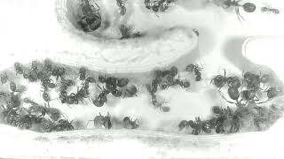 🐜 Nest Day 1491 2 Messor Barbarus Ant Farm Video Diary [upl. by Anua]