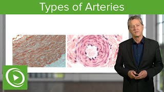 Types of Arteries – Histology  Lecturio [upl. by Yonatan606]