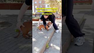 Los salchichitas me entenderán 🌭😜 shorts reels perrosalchicha doglover teckel viral perros [upl. by Alohcin]