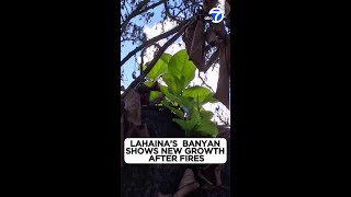 Lahainas burned banyan tree shows bright green leaves sprouting [upl. by Trilley]