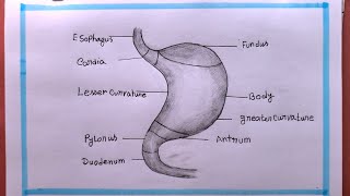 How To Draw Stomach EasyDrawing Stomach just 3 minutes [upl. by Eleinad784]