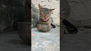 pyari Billi dudu Pi rahi hai 😍❤️ [upl. by Rome]