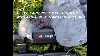 At The Farm Pigeon Pest Control with PCP Air Guns and ATN X Sight 5 [upl. by Antonietta]