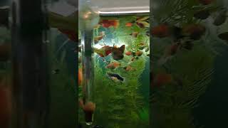 Pecera acuario peces guppies plåtis [upl. by Ssidnak]