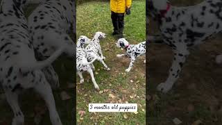 Dalmatian puppies 💥🐾💥sisters [upl. by Emmalee]