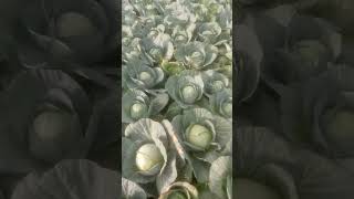 Innovative Farming Techniques in Kenya Today  modern farming [upl. by Norton]