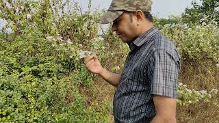 Ziziphus mauritiana Barokoli a medicinal and wild edible fruit plant of Odisha Dr Sanjeet Kumar [upl. by Tiffa363]