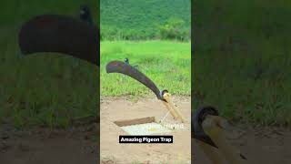 Pigeon trap 😍highflyingpigeon pigeon trending trap shotrs [upl. by Yehtomit]