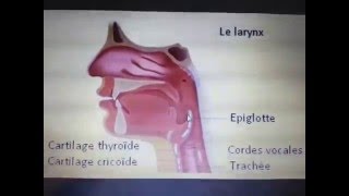 Mastication deglutition et motricité oesophage  Dr Astuce [upl. by Horsey]