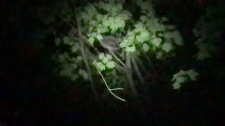 Barred Owl Hooting in the woods [upl. by Ing]