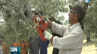 CURSO SOBRE PODA DEL OLIVO EN TORREDELCAMPO [upl. by Ajar100]