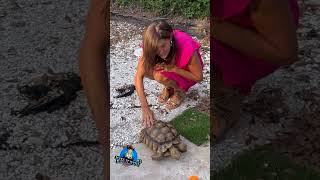 Playing ball with my tortoise Jeffrey amp Stella themaryburke tortoise [upl. by Imtiaz]