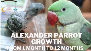 Alexandrine Parrot Baby Growth  1 Year Old Alexander Parrot Male babyparrot alexanderparrot [upl. by Isa]