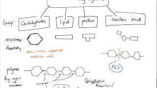 Dehydration synthesis and hydrolysis of monomer and polymer Lesson 7 part 3 of 3 [upl. by Saied]