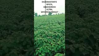 Soyabean crop  healthy soybean crop  weed free soybean  cropcare shorts youtubeshorts RPS76 [upl. by Crowe642]