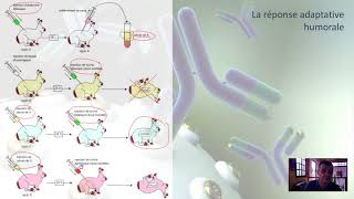 La réaction adaptative humorale [upl. by Einotna]
