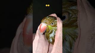 viralvideo parrotcockatielplayingwithmirrortalking porrot shortvideo [upl. by Nil]