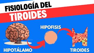 Fisiología del eje Hipotálamohipófisistiroides [upl. by Ronen]