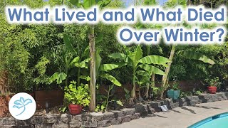 What lived and died over winter Tropical and Subtropical plants grown near Seattle Washington [upl. by Reba683]