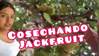 Pronto habrá cosecha de Jackfruit¡ [upl. by Hgielak]