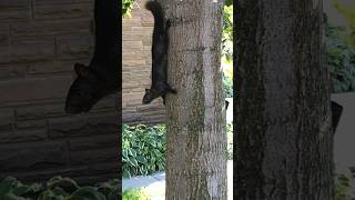 This Squirrel Is Literally amp Figuratively Hanging Out [upl. by Ahsimit]