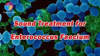 Enterococcus Faecium Treatment丨Boost Immunity丨Healing Frequency丨Reduce Bacterial Infections [upl. by Nuris]