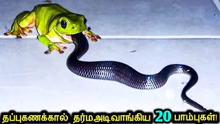 தவறான எதிரியிடம் மோதி தர்மஅடிவாங்கிய 20 பாம்புகள்  Snakes Messed With Wrong Opponent [upl. by Ellehcrad]