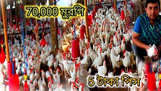 white leghornকক মুরগি পালন পদ্ধতি  কক মুরগি ডিমের রাজা বছরে 340 ডিম agriculturediary [upl. by Fen]